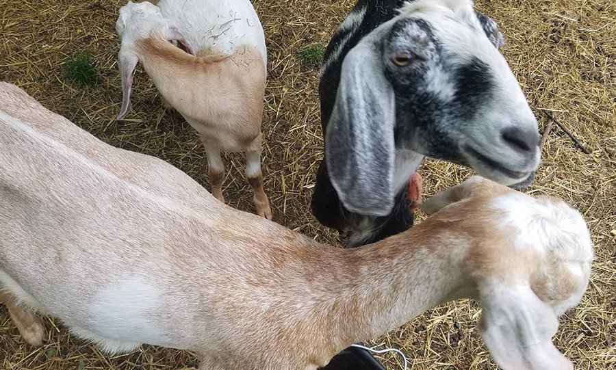 Agape Organic Farms in Dansville, MI (4)