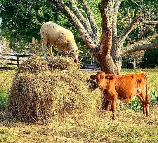 SLAK Market Farm in Lexington, KY