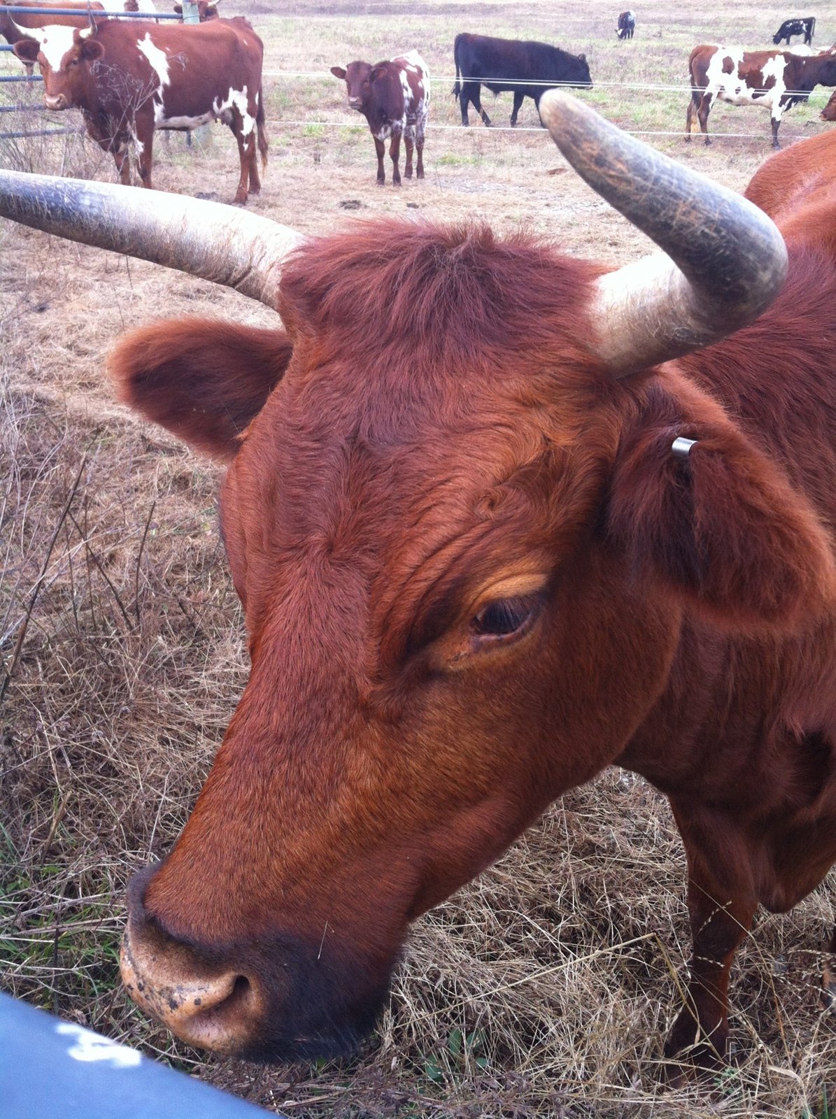 Your Faith Farms in Fairburn, GA (2)