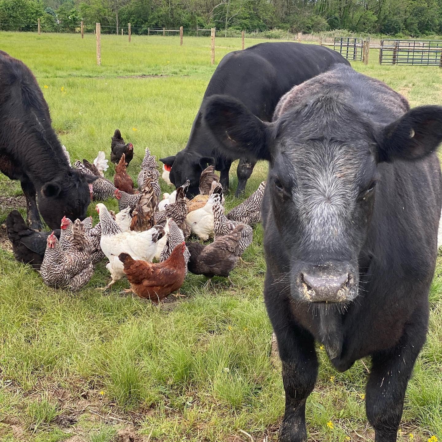 Davies Family Farm in Georgetown, OH