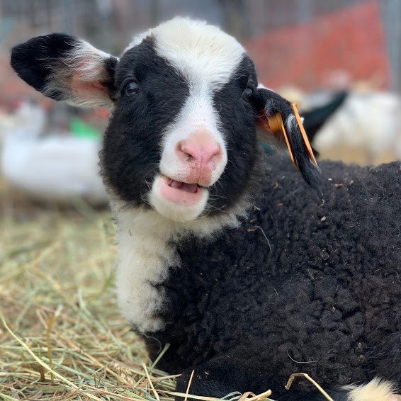 Loveland Acres Farm in Elkhorn, WI (2)