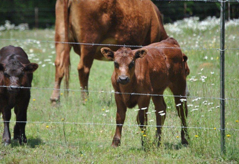 A&A Farms and Hauling in Chester, SC