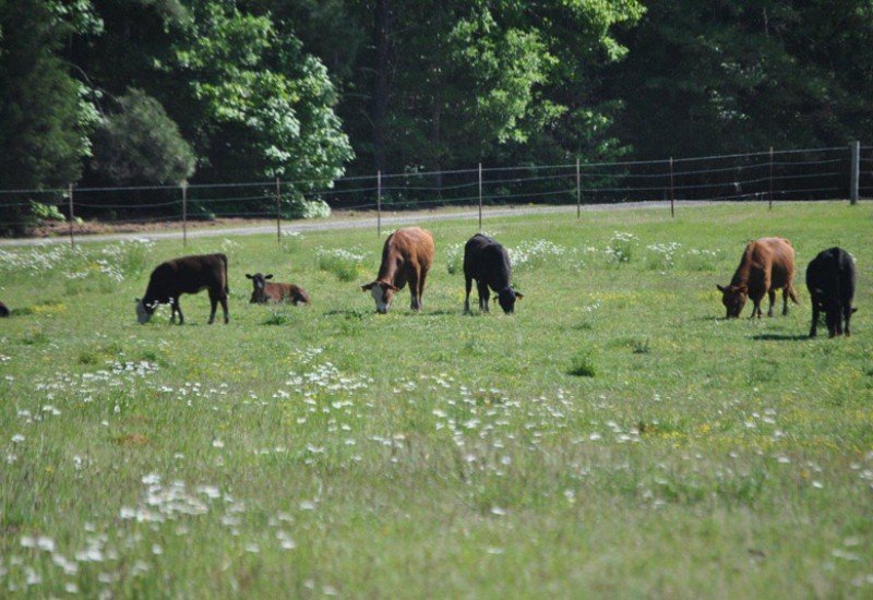 A&A Farms and Hauling in Chester, SC (2)