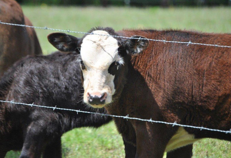 A&A Farms and Hauling in Chester, SC (3)