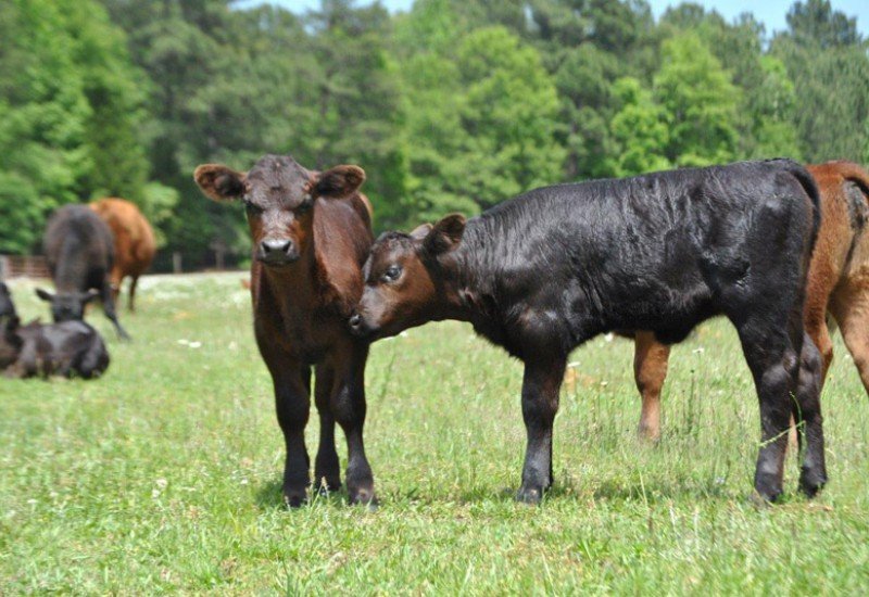 A&A Farms and Hauling in Chester, SC (4)