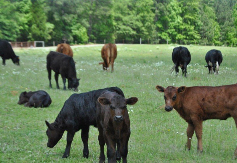 A&A Farms and Hauling in Chester, SC (5)