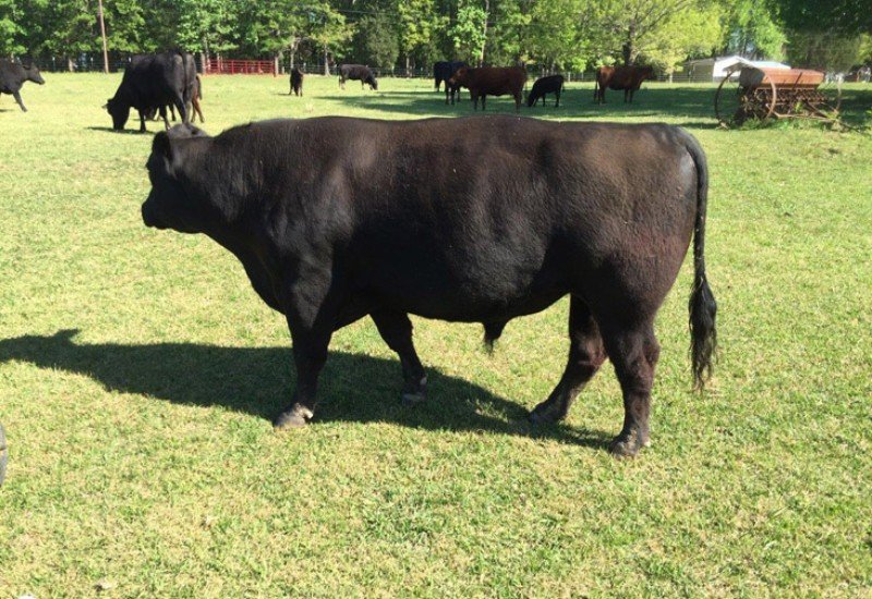A&A Farms and Hauling in Chester, SC (6)
