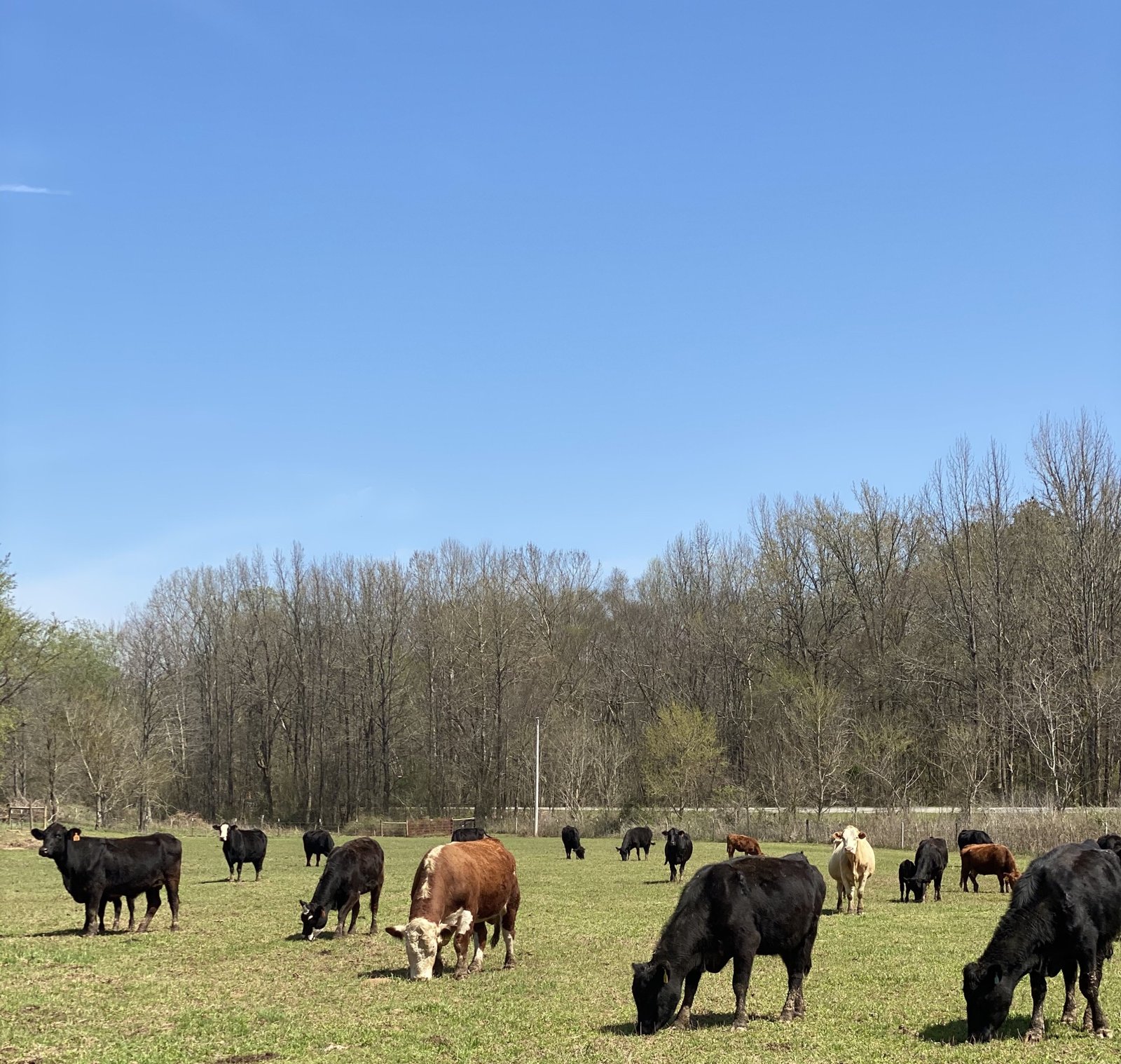 Cambridge Creek Ranch in Saulsbury, TN