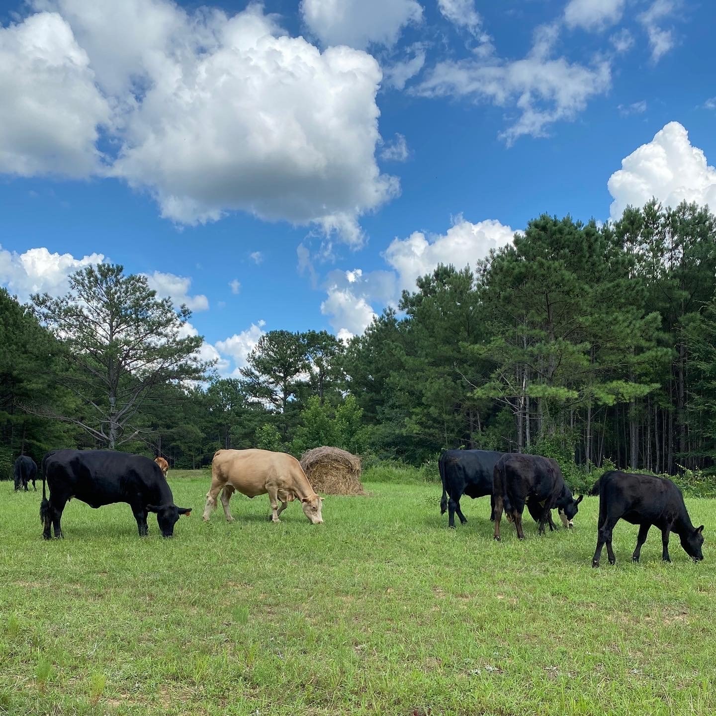 Cambridge Creek Ranch in Saulsbury, TN (2)