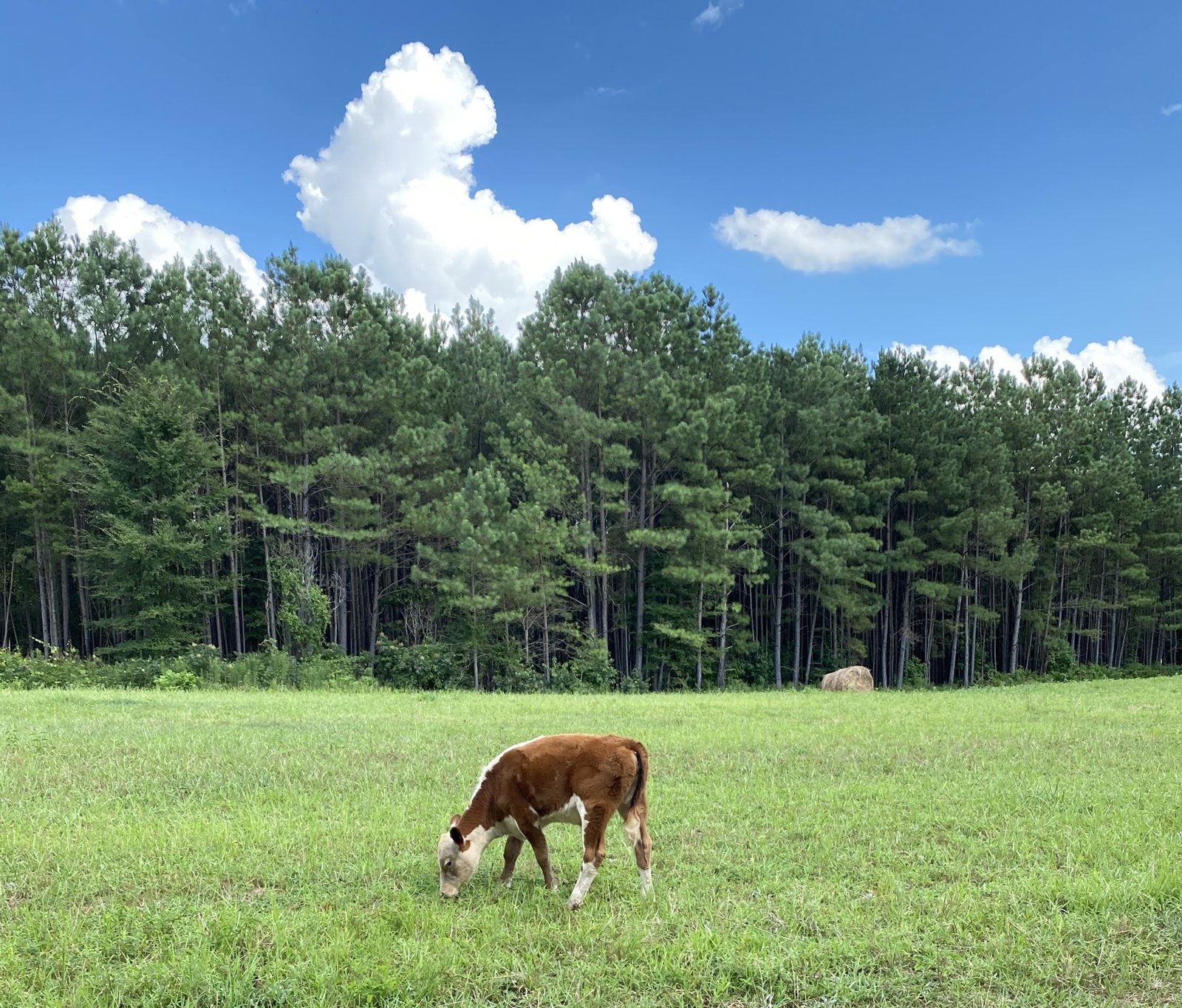 Cambridge Creek Ranch in Saulsbury, TN (3)
