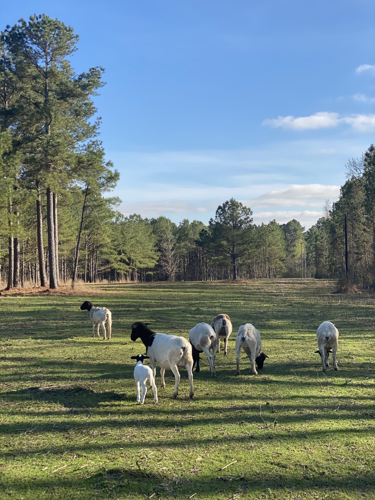 Cambridge Creek Ranch in Saulsbury, TN (5)