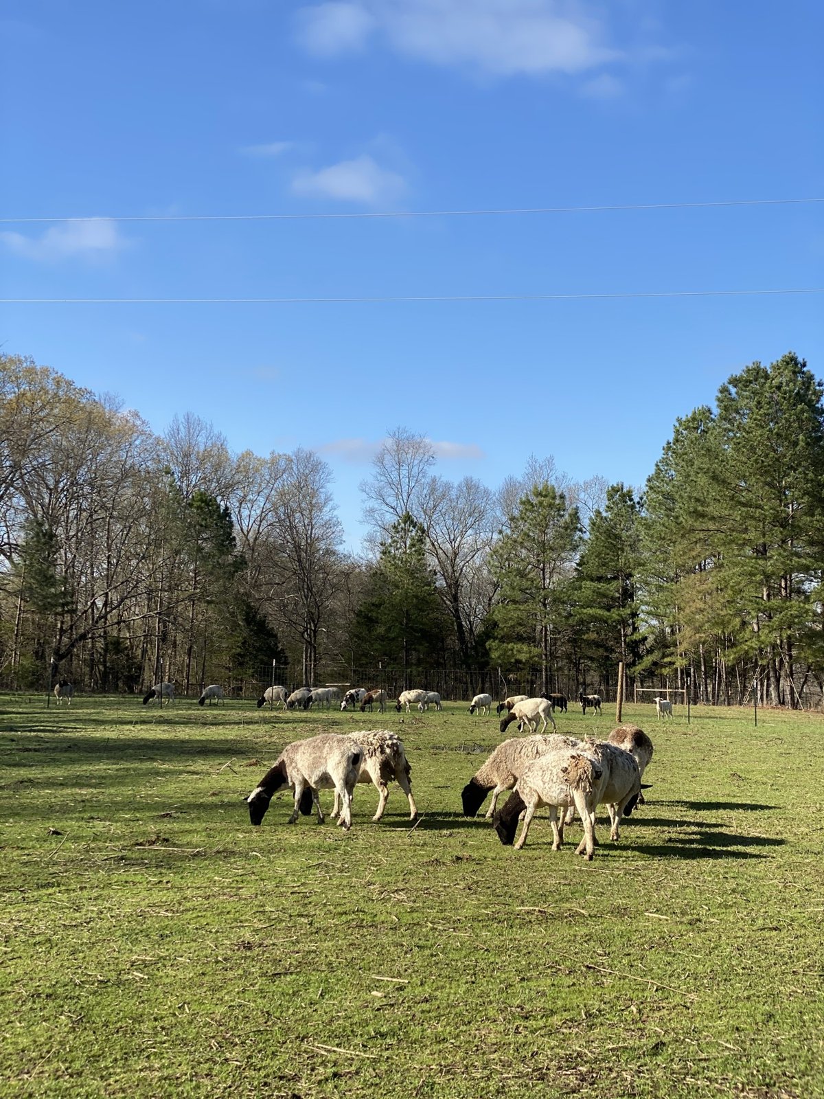 Cambridge Creek Ranch in Saulsbury, TN (6)