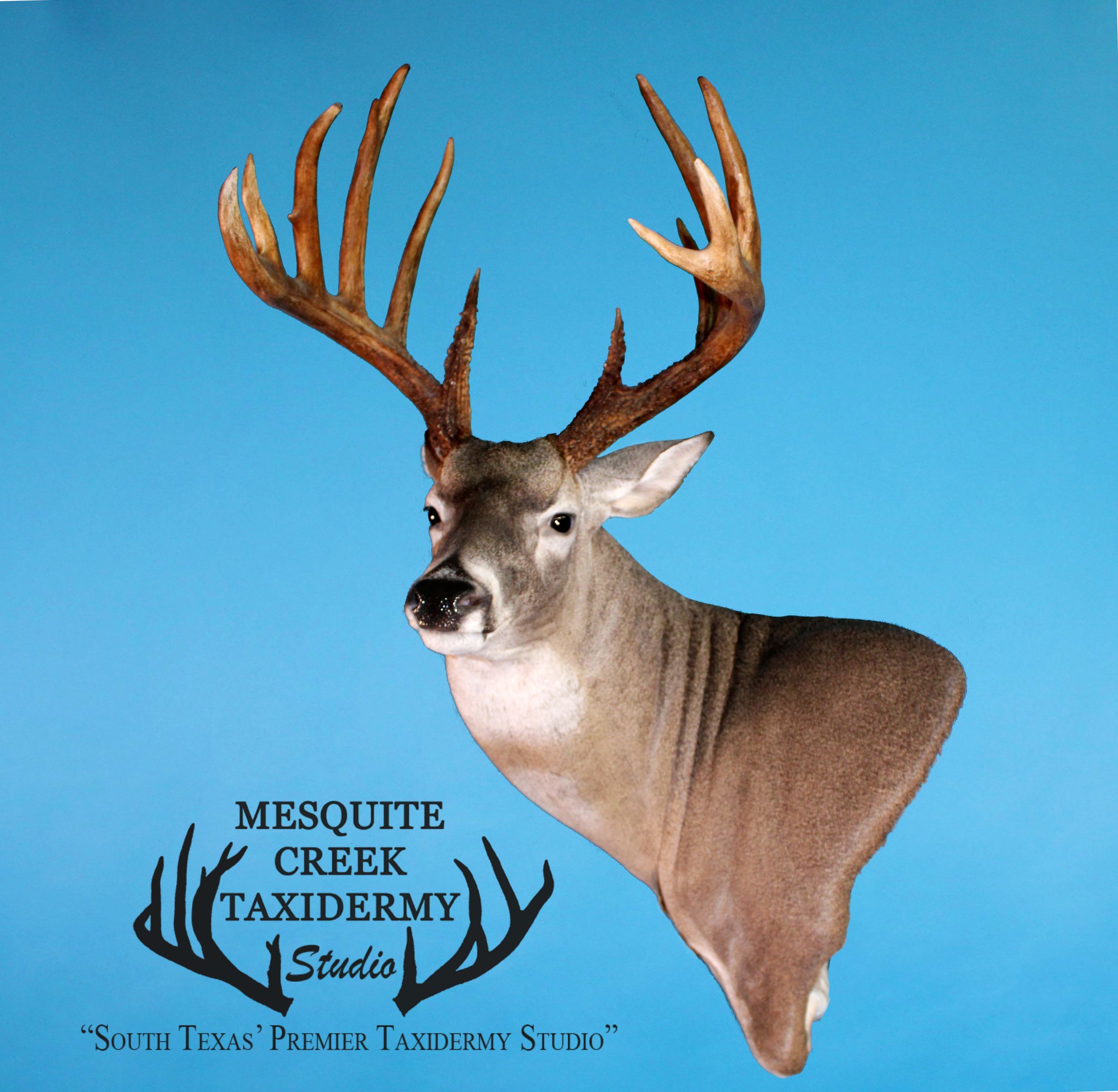 Mesquite Creek Taxidermy Studio in Pearsall, TX