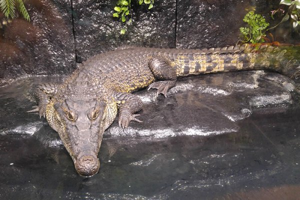 Alligator Alley Adventures in Wisconsin Dells, WI (2)