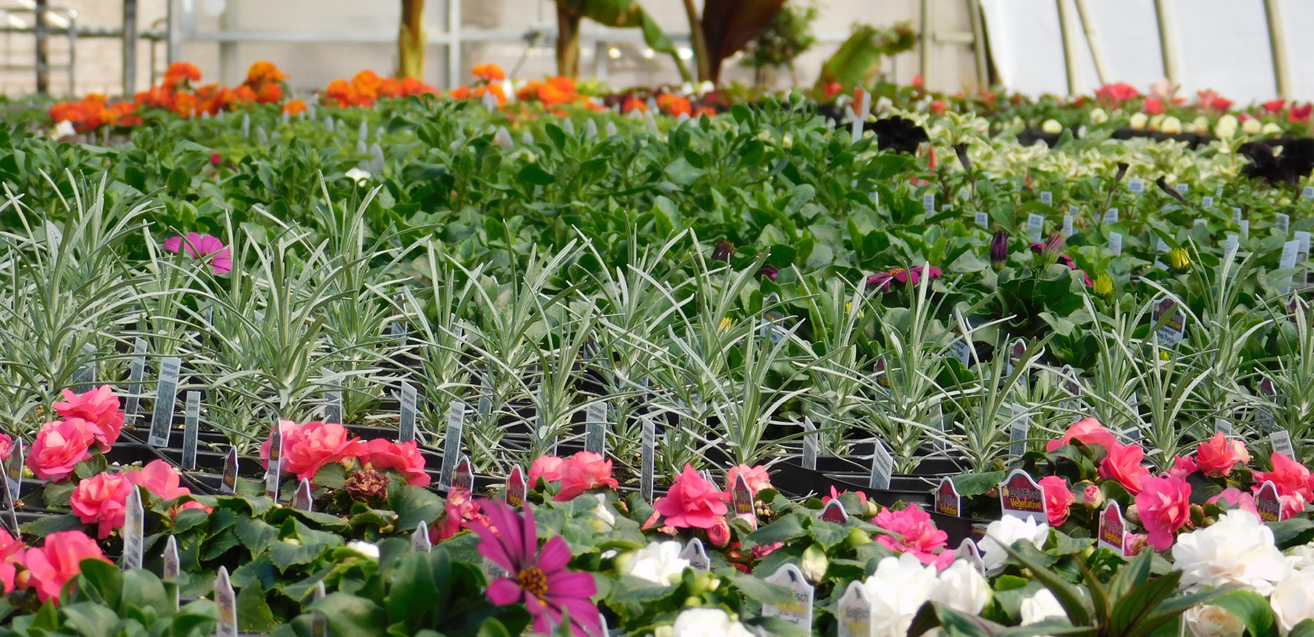 Heidi's GrowHaus & Lifestyle Gardens in Corcoran, MN (3)