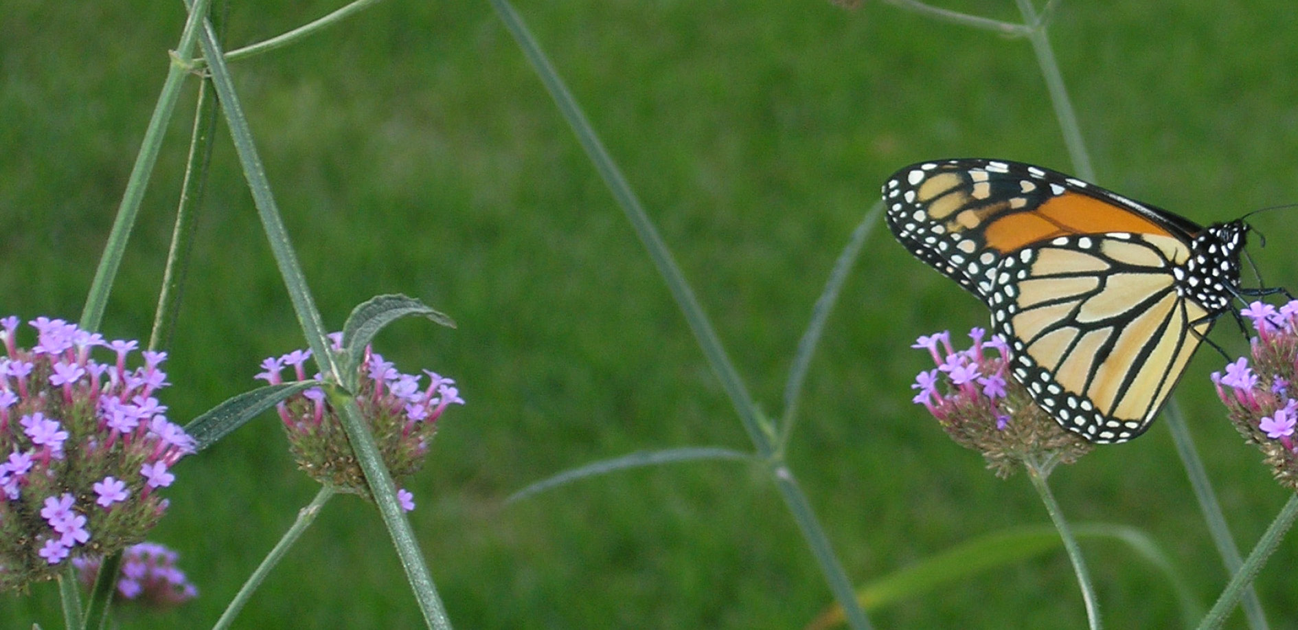 Heidi's GrowHaus & Lifestyle Gardens in Corcoran, MN (4)