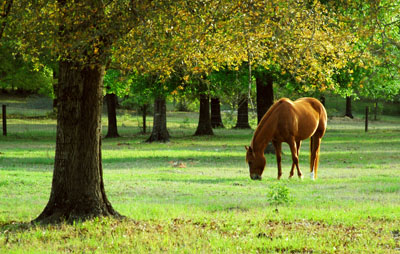 Iron Horse Realty in Defuniak Springs, FL