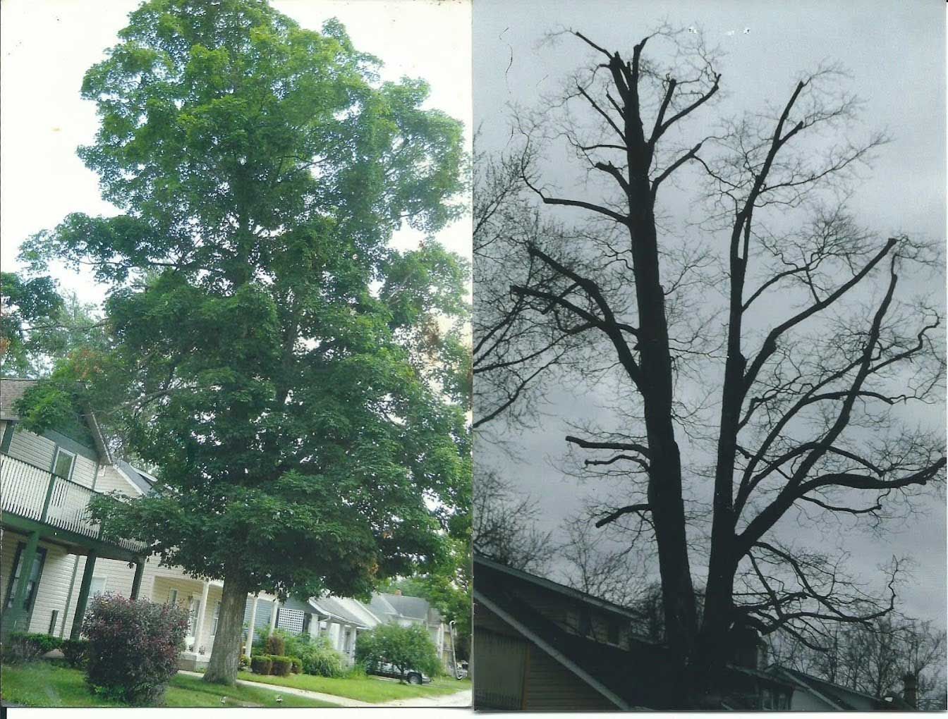 Peterman Brothers Tree Service LLC in West Jefferson, OH