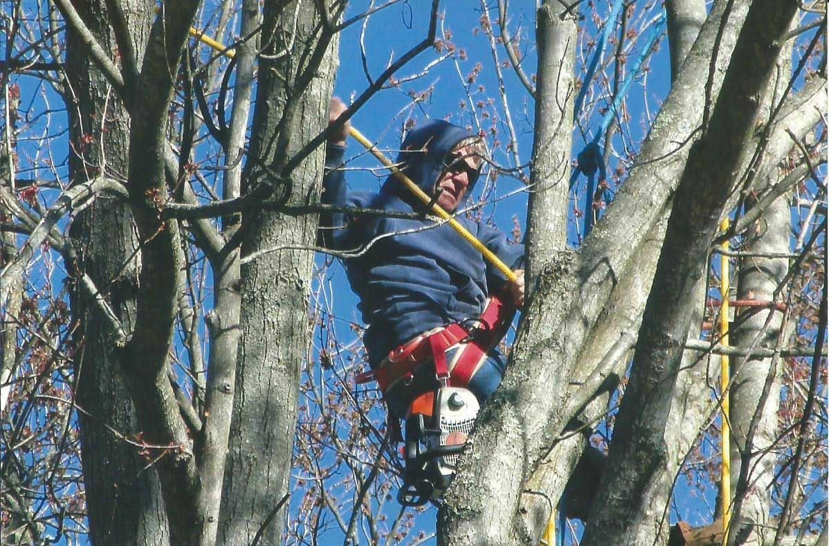 Peterman Brothers Tree Service LLC in West Jefferson, OH (2)