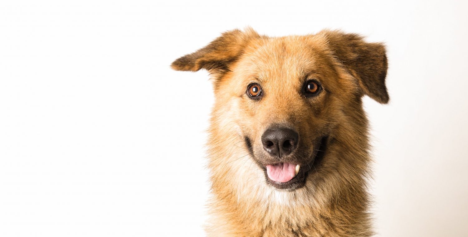 Blue Ridge Humane Society - Thrift Store in Hendersonville, NC (2)