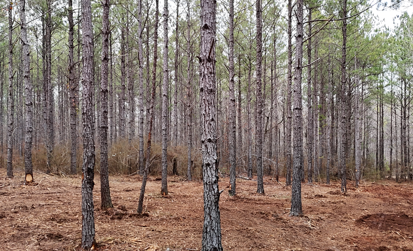 Humanity Soil in Allentown, GA (6)