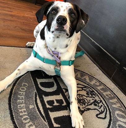 Maplewood Deli & Coffeehouse in Maplewood, MO