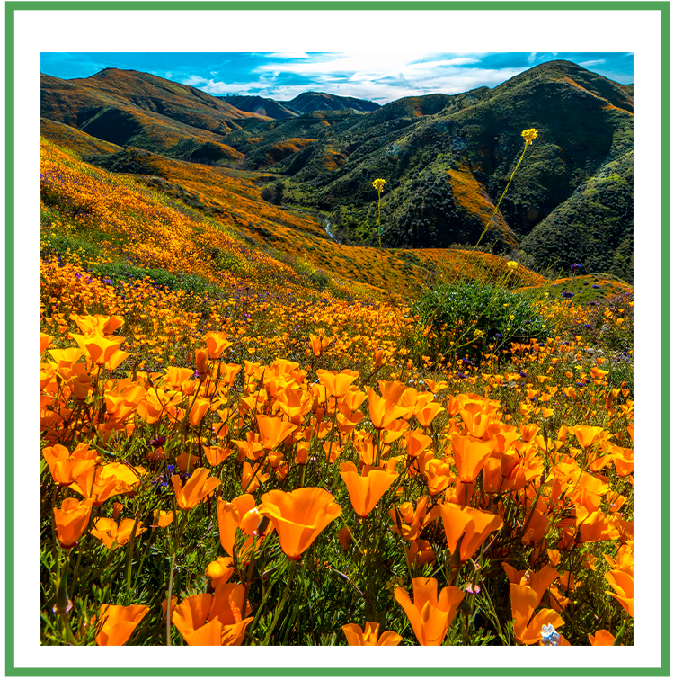 Singleton Smith Law Offices, Inc. in Murrieta, CA