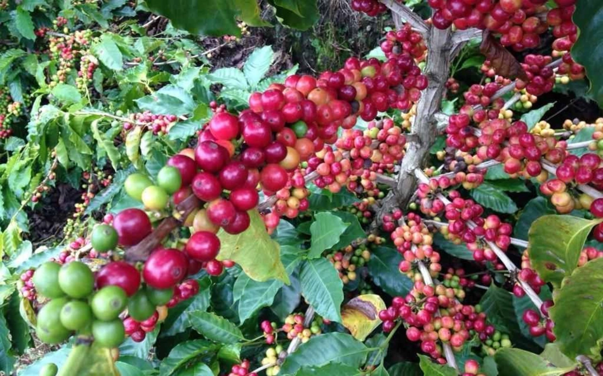 Cedar Bean's Coffee Joint in Cedar Grove, NJ (2)