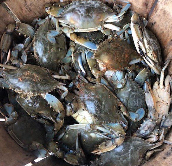 The Crab Claw in St Michaels, MD (5)