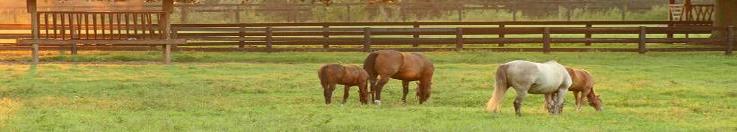 Black's Livestock Inc in Skippack, PA (2)