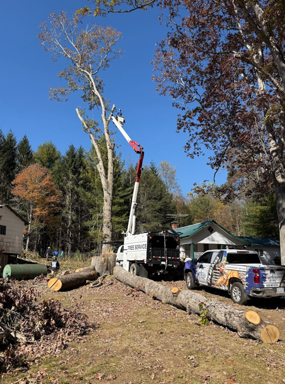 NICOLAS TREE SERVICE in Spruce Pine, NC (2)