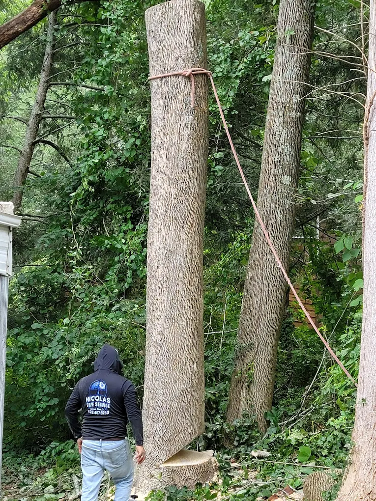 NICOLAS TREE SERVICE in Spruce Pine, NC (4)