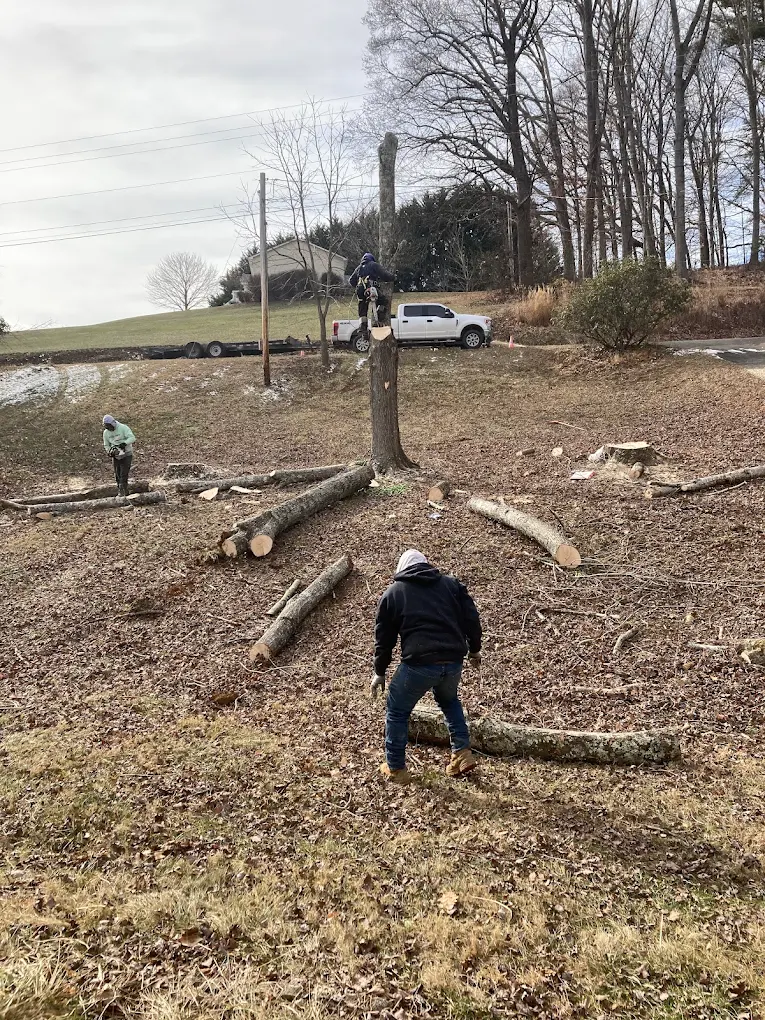 NICOLAS TREE SERVICE in Spruce Pine, NC (5)