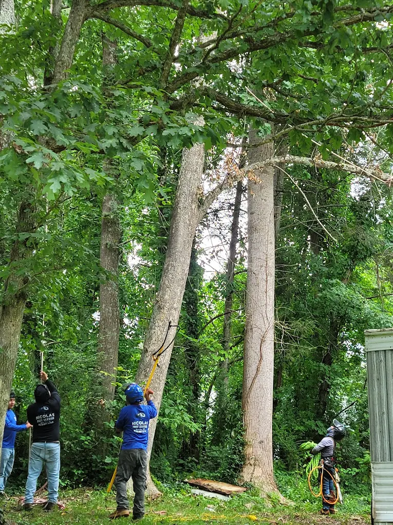 NICOLAS TREE SERVICE in Spruce Pine, NC (6)