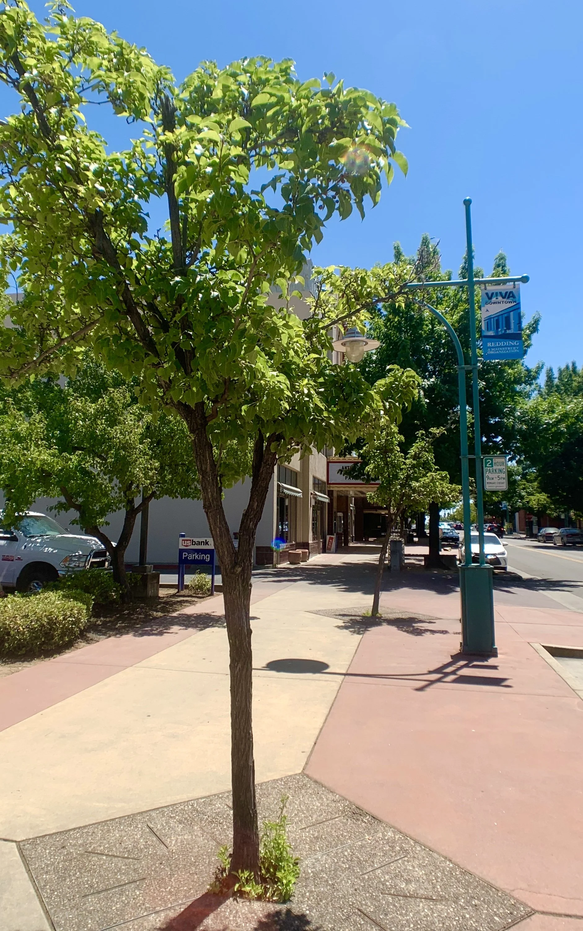 Viva Downtown Redding in Redding, CA (5)