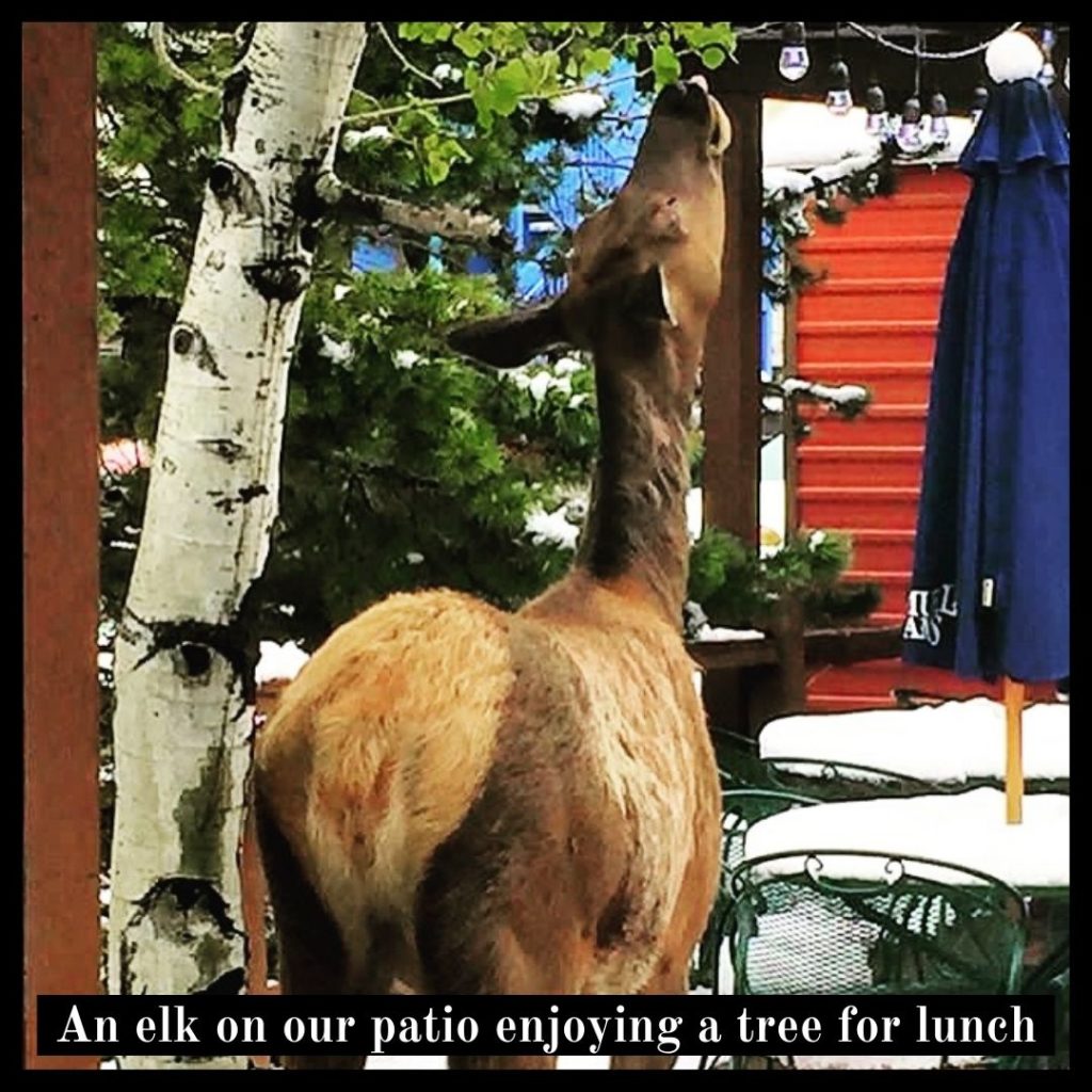 Blackbird Cafe - Mountain Brunch & Lunch in Evergreen, CO