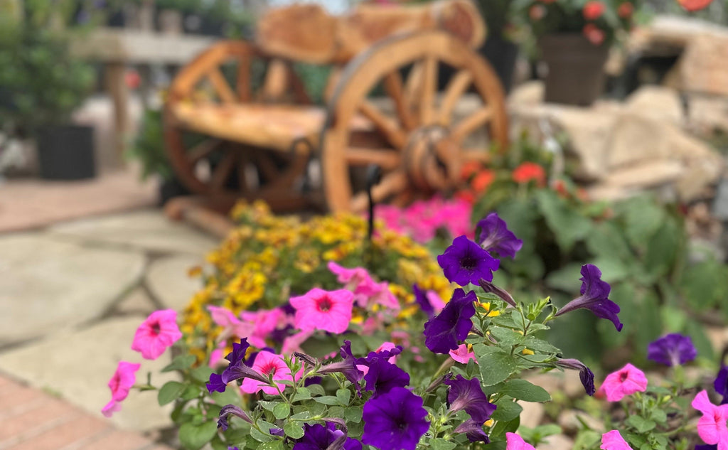 Martha's Bloomers in Navasota, TX (4)