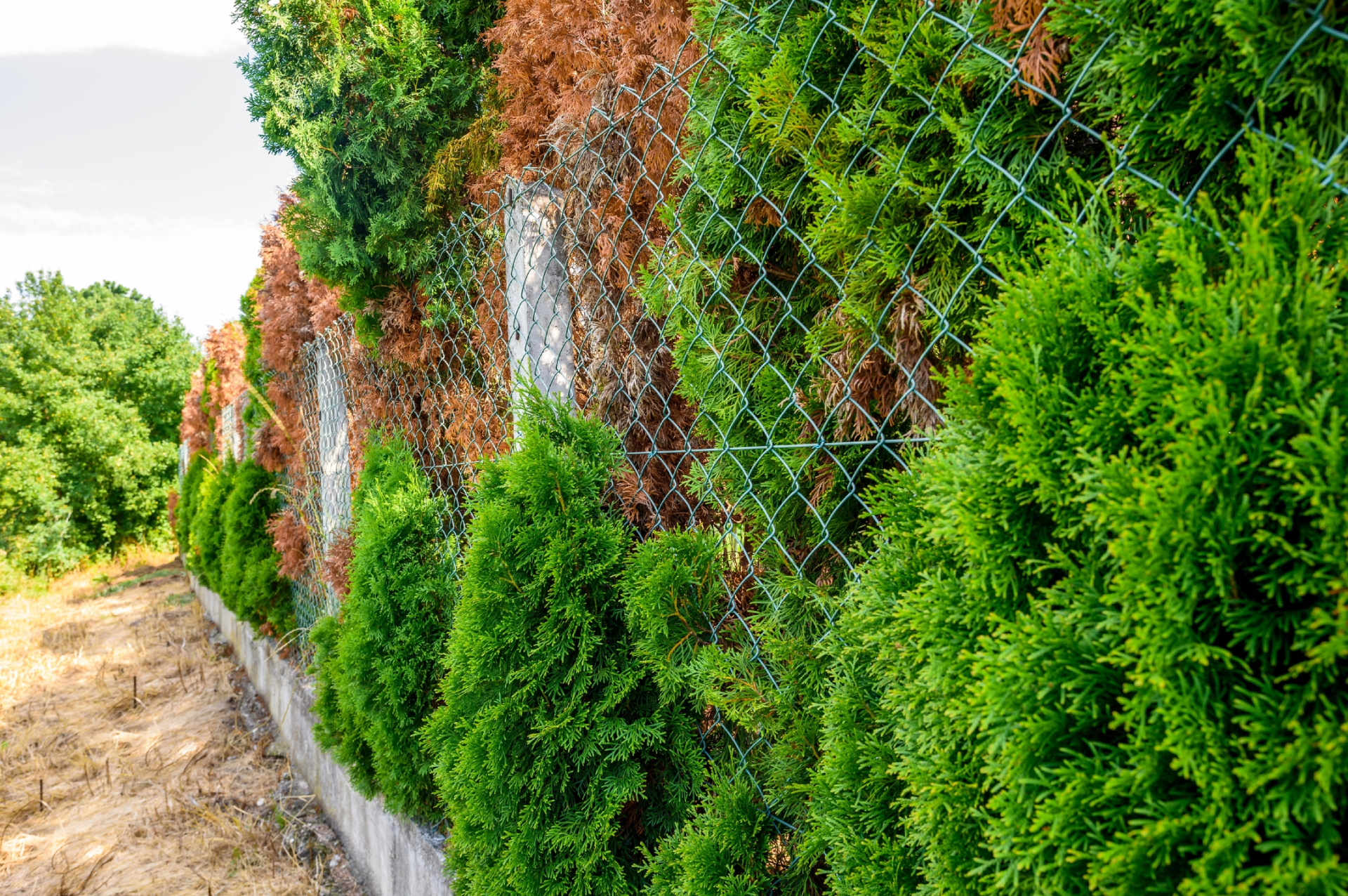 Caron Fence in Dundas, MN (3)