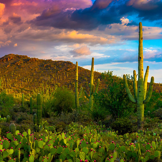 The Carin Nguyen Real Estate Network in Litchfield Park, AZ (3)