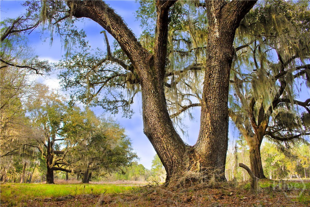David Saba Realty Team in Pooler, GA (3)