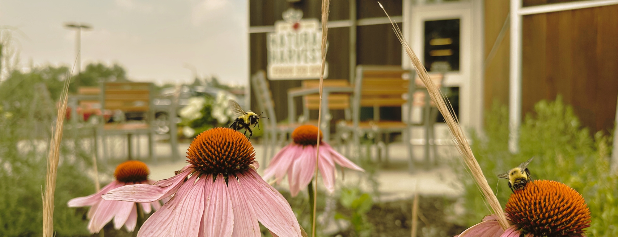 Natural Harvest Food Co-op in Virginia, MN (3)
