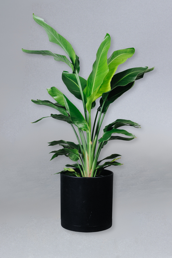 Grounded: Plant Shop, Cafe, & Wellness Studio in Washington, DC (3)