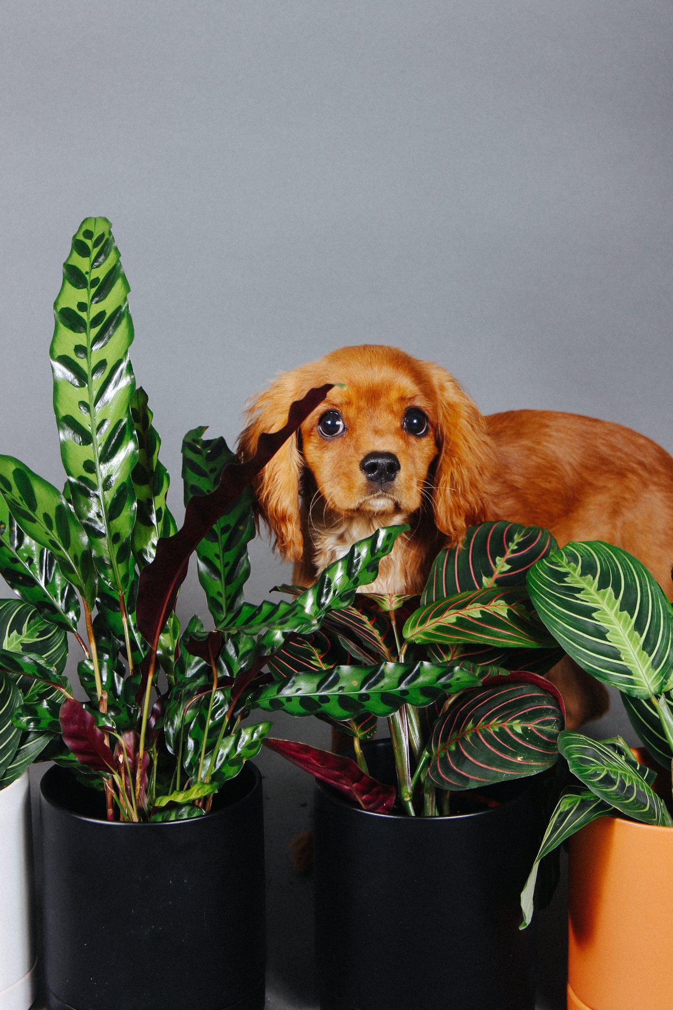 Grounded: Plant Shop, Cafe, & Wellness Studio in Washington, DC (4)