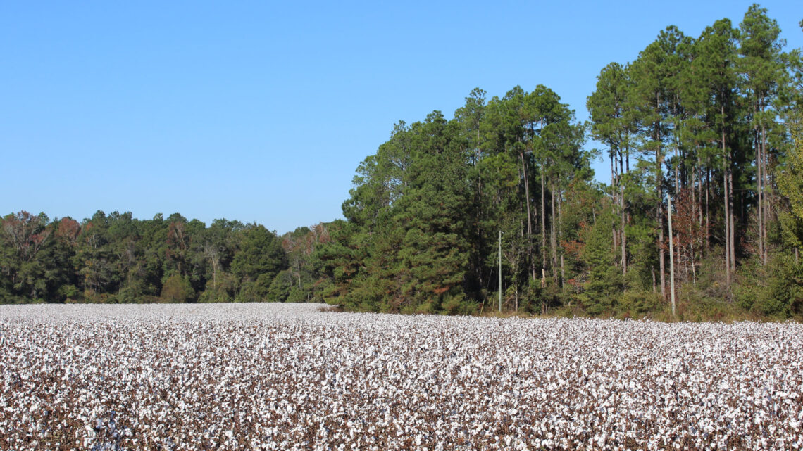 New Town Realty LLC in Chipley, FL (2)