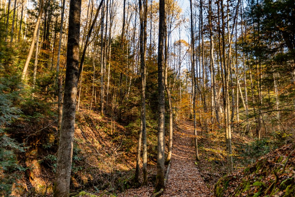 Carolina Mountain Properties & Rentals in West Jefferson, NC (2)