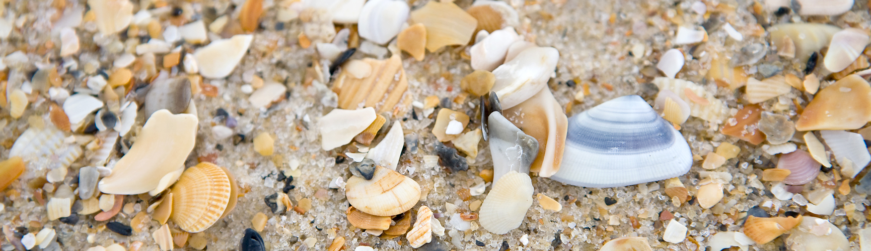 Apalachicola Homes Realty, LLC in Apalachicola, FL (6)