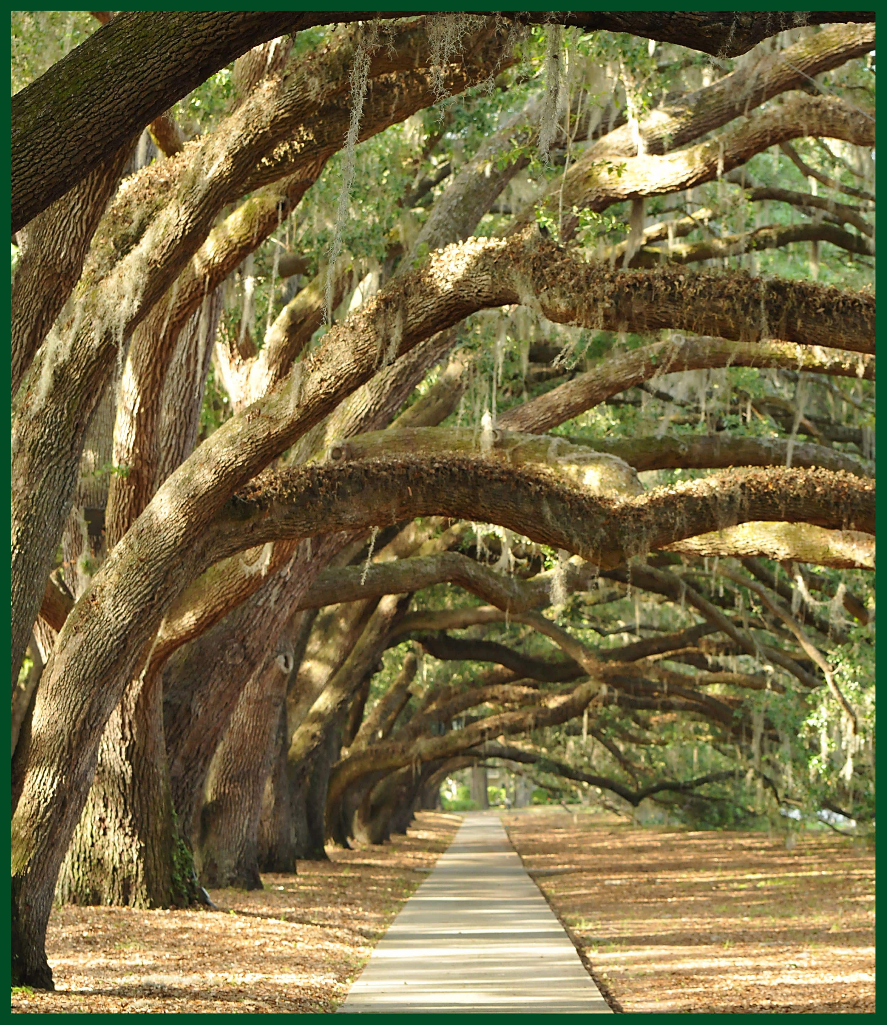 Novit & Scarminach, P.A. in Hilton Head Island, SC