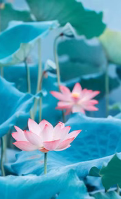 East Star Nail & Spa LLC in Spartanburg, SC