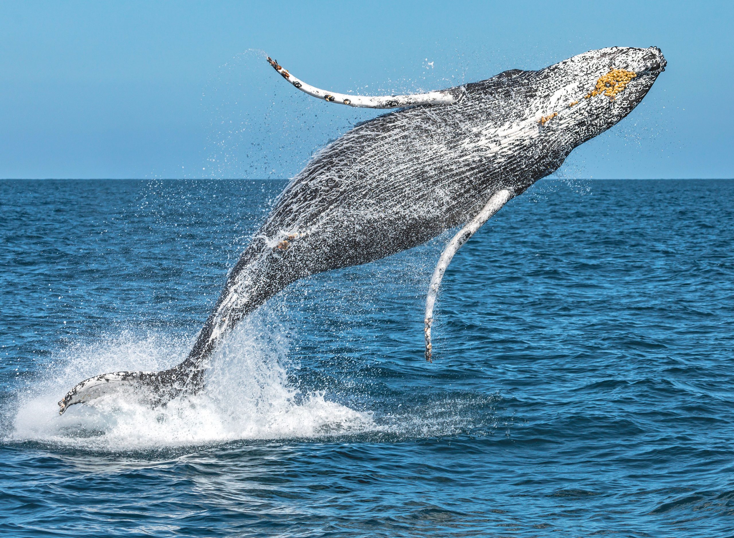 Davey's Locker Whale Watching & Sportfishing in Newport Beach, CA