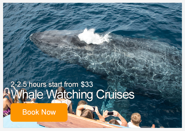 Davey's Locker Whale Watching & Sportfishing in Newport Beach, CA (5)